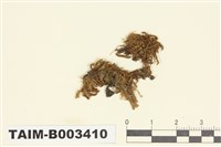 藏品(細鱗蘚屬)的圖片